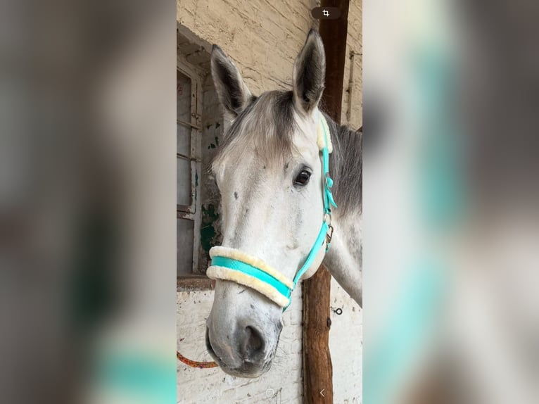 Zangersheider Gelding 8 years 17,1 hh Gray-Dapple in K&#xF6;ln
