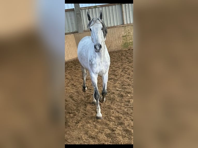 Zangersheider Gelding 8 years 17,1 hh Gray-Dapple in K&#xF6;ln