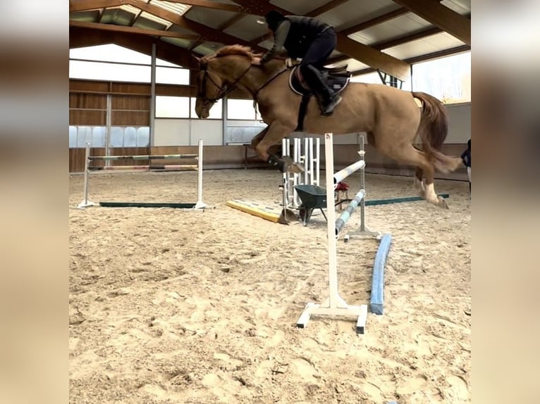 Zangersheider Gelding 8 years Chestnut-Red in Rodano