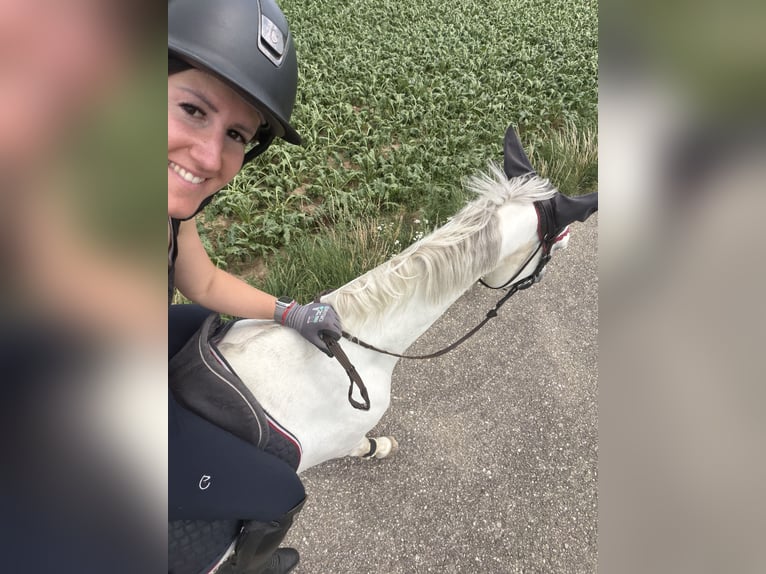 Zangersheider Gelding 9 years 16.1 hh Grey in Stockerau