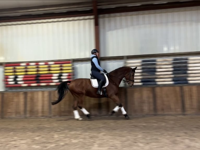 Zangersheider Gelding 9 years 16,2 hh Brown in Oud Gastel