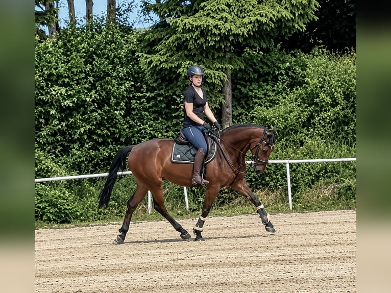Zangersheider Gelding 9 years 16 hh Brown-Light in Pelmberg