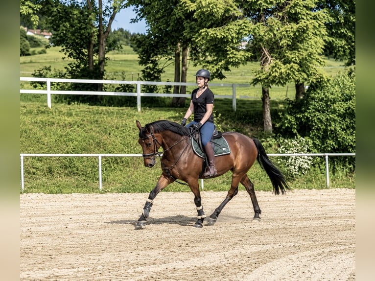 Zangersheider Gelding 9 years 16 hh Brown-Light in Pelmberg