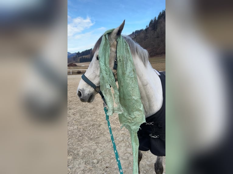 Zangersheider Gelding 9 years 16 hh Grey in Wolfsberg