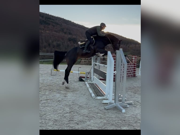 Zangersheider Gelding 9 years 16,1 hh Bay-Dark in Seewen SO