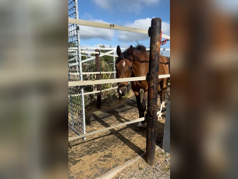 Zangersheider Gelding 9 years 16,1 hh Brown in Liege