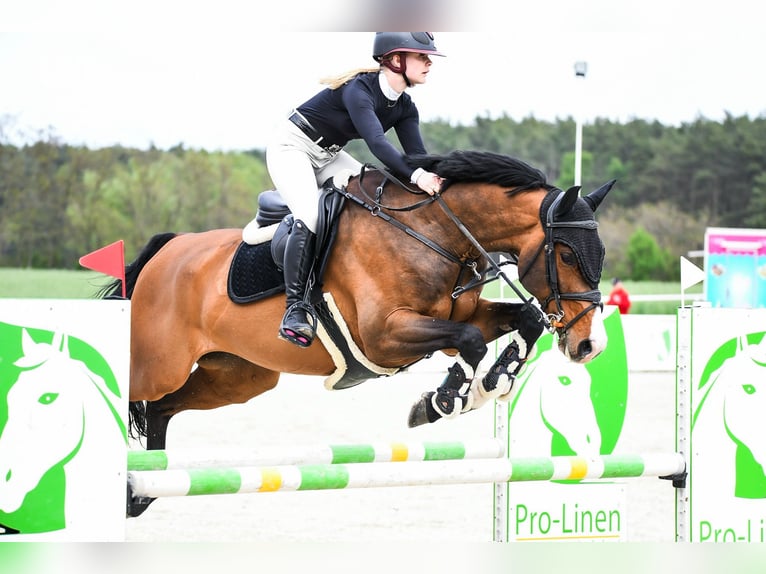 Zangersheider Gelding 9 years 16,2 hh Bay in SzczytnikiK&#xF3;rnik