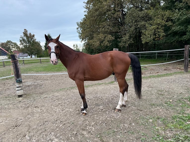 Zangersheider Gelding 9 years 17,1 hh Bay in Maribor