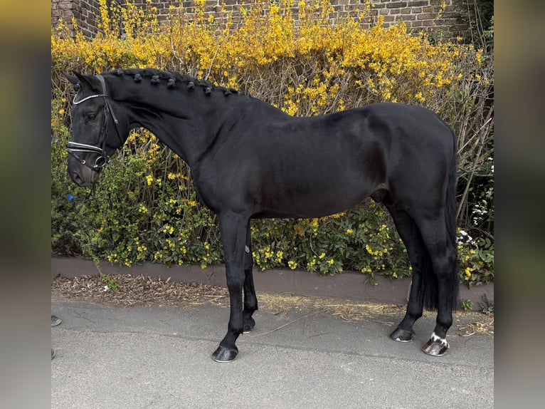 Zangersheider Gelding 9 years 17.1 hh Black in Niederkassel