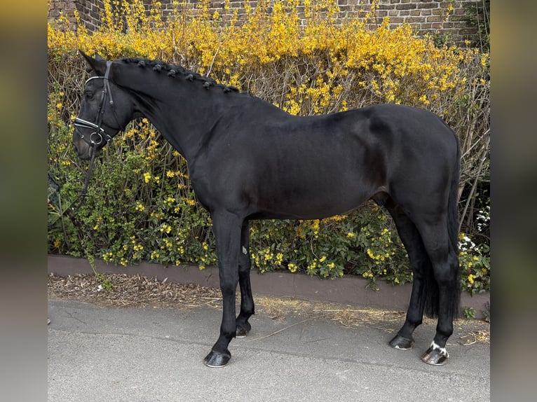 Zangersheider Gelding 9 years 17.1 hh Black in Niederkassel
