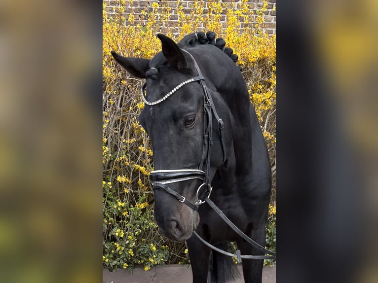 Zangersheider Gelding 9 years 17.1 hh Black in Niederkassel