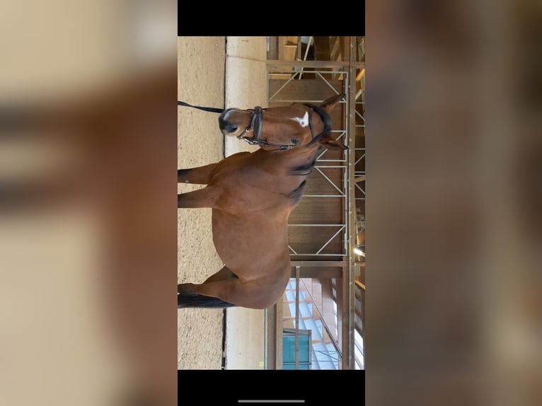 Zangersheider Gelding 9 years 17,1 hh Brown in Haßloch