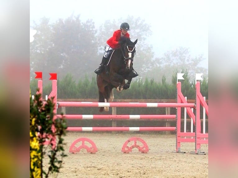 Zangersheider Gelding 9 years 17.1 hh Smoky-Black in Pau