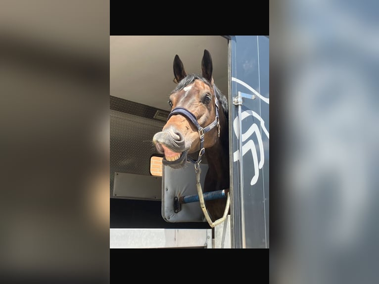 Zangersheider Gelding 9 years 17 hh Bay-Dark in Waldfeucht