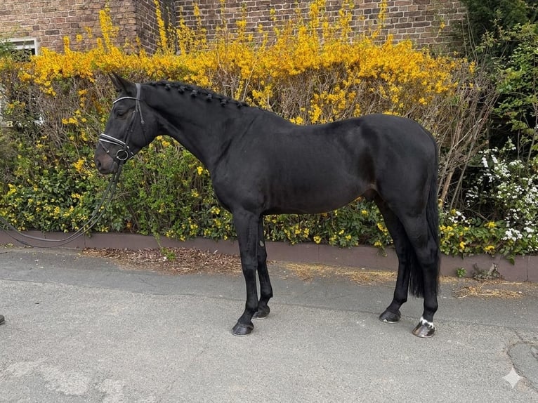 Zangersheider Gelding 9 years 17,1 hh Black in Niederkassel