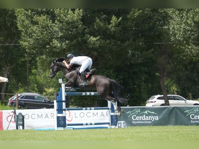 Zangersheider Gelding 9 years 17,1 hh Black in Madrid Zangersheider Gelding 9 years 17,1 hh Black in Madrid