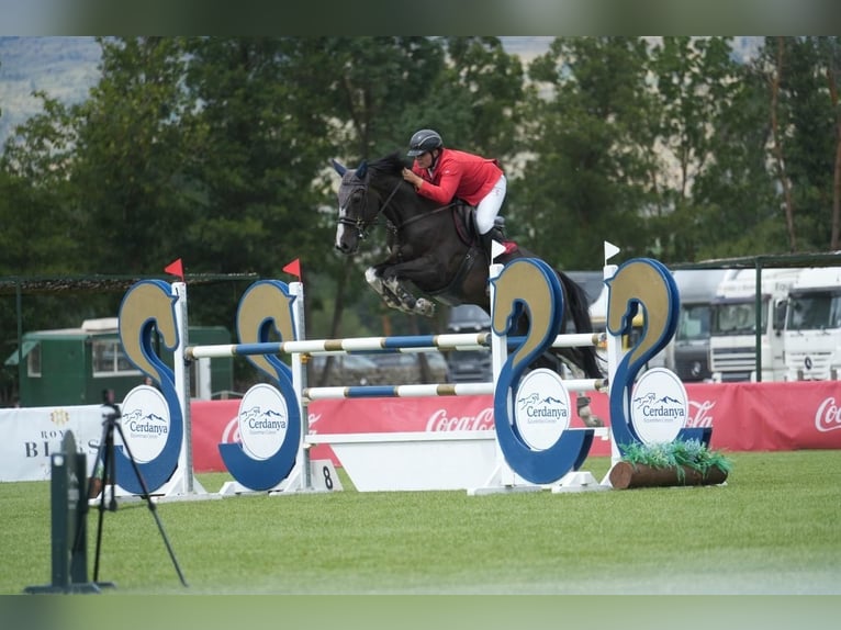 Zangersheider Gelding 9 years 17,1 hh Black in Madrid Zangersheider Gelding 9 years 17,1 hh Black in Madrid