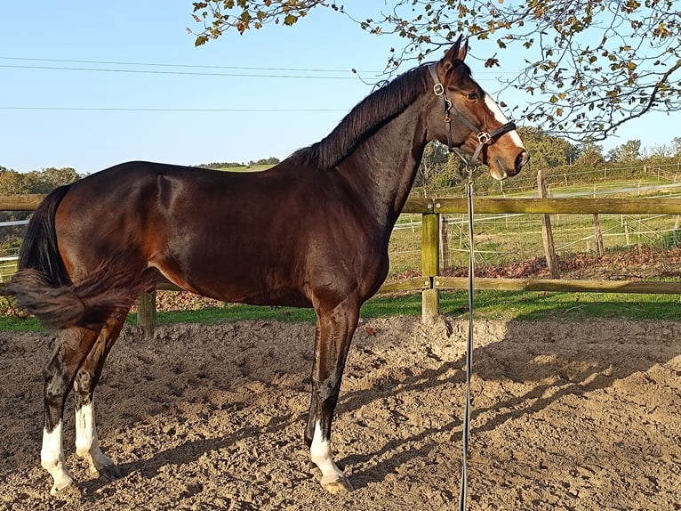 Zangersheider Gelding 9 years 17,1 hh Smoky-Black in Pau