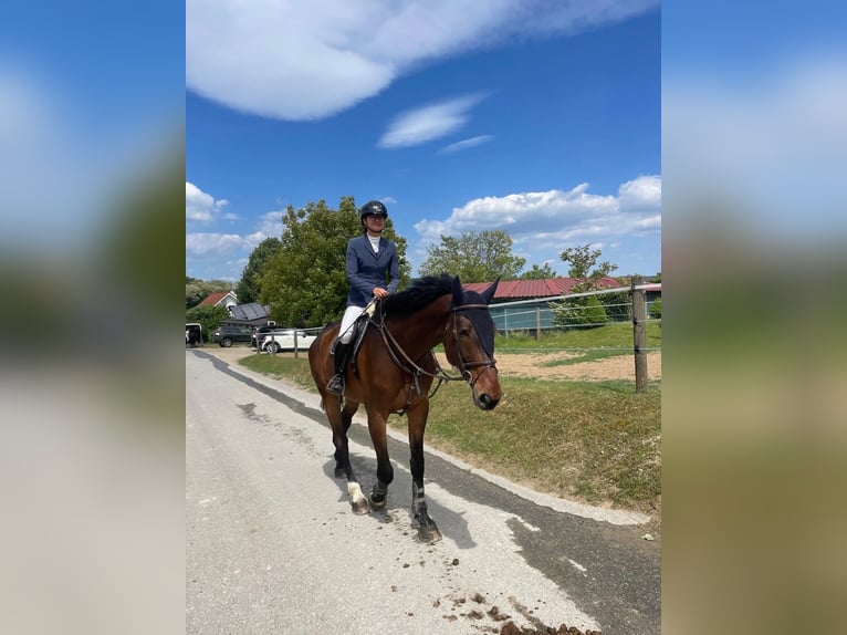 Zangersheider Gelding 9 years 18 hh Brown in Maisbirbaum