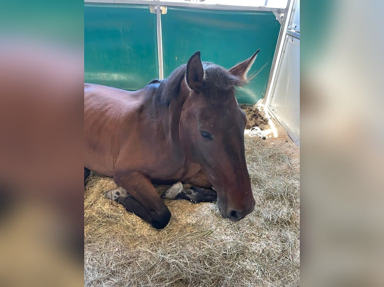 Zangersheider Gelding 9 years 18 hh Brown in Maisbirbaum