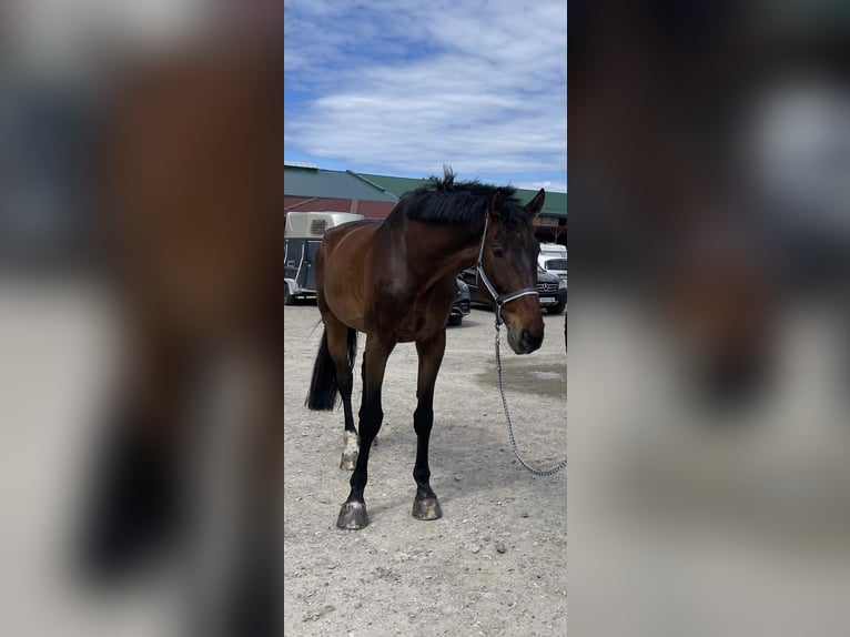 Zangersheider Gelding 9 years 18 hh Brown in Maisbirbaum