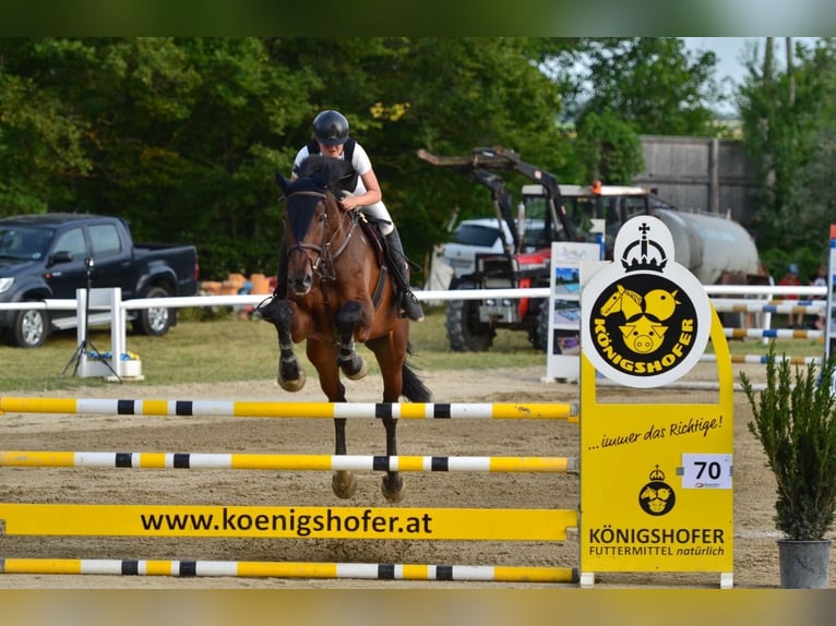 Zangersheider Gelding 9 years 18 hh Brown in Maisbirbaum