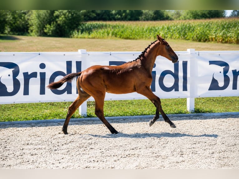 Zangersheider Gelding Foal (01/2026) 12.2 hh Bay in Cazma