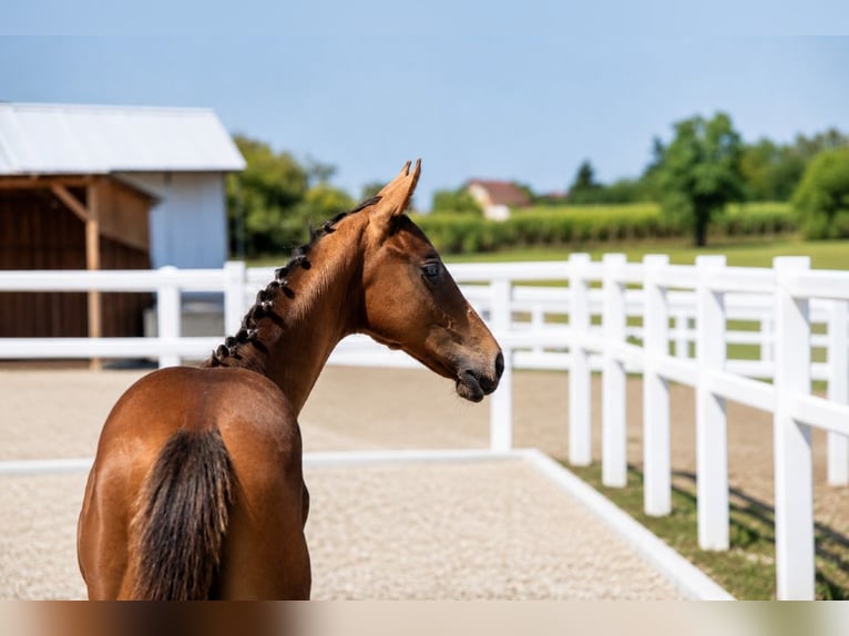 Zangersheider Gelding Foal (01/2026) 12.2 hh Bay in Cazma