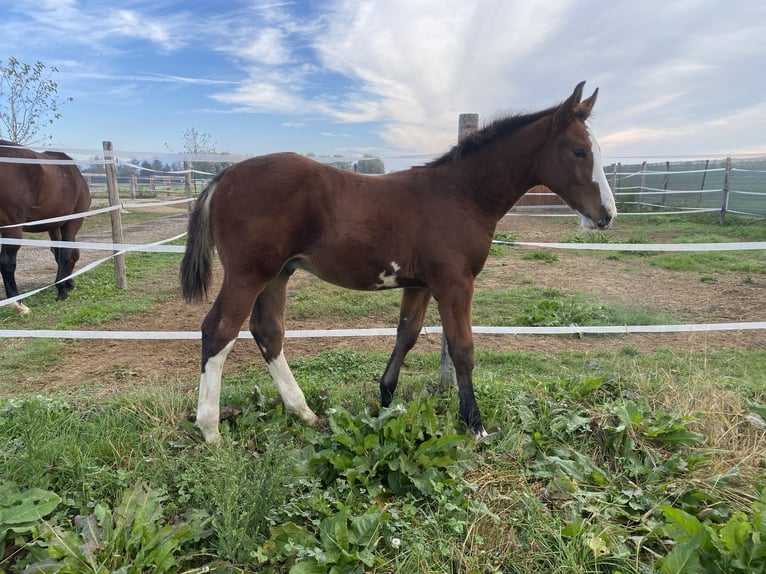 Zangersheider Gelding Foal (07/2025) 16,2 hh Brown-Light in Vinovo