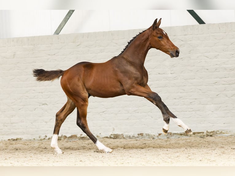 Zangersheider Gelding Foal (06/2025) in Heerde