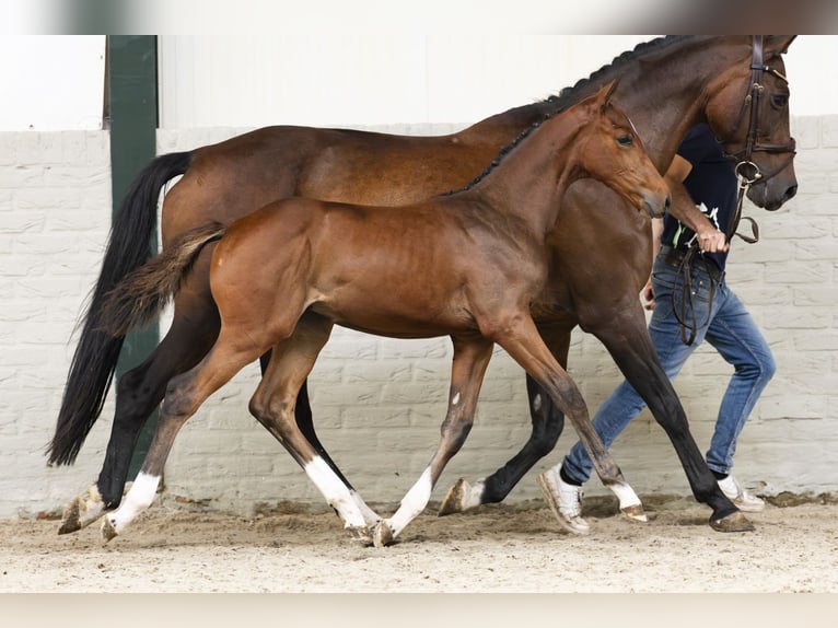 Zangersheider Gelding Foal (06/2025) in Heerde