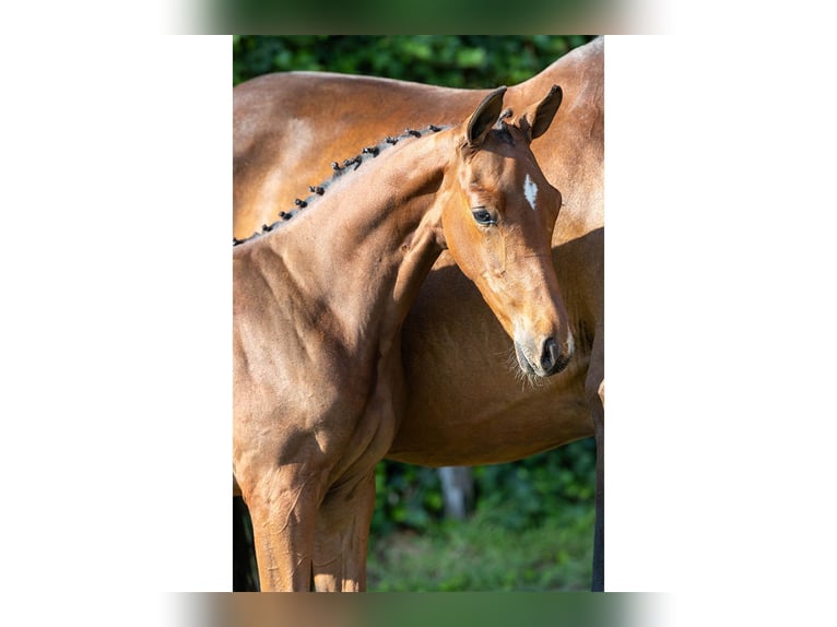 Zangersheider Gelding Foal (06/2025) in Heerde