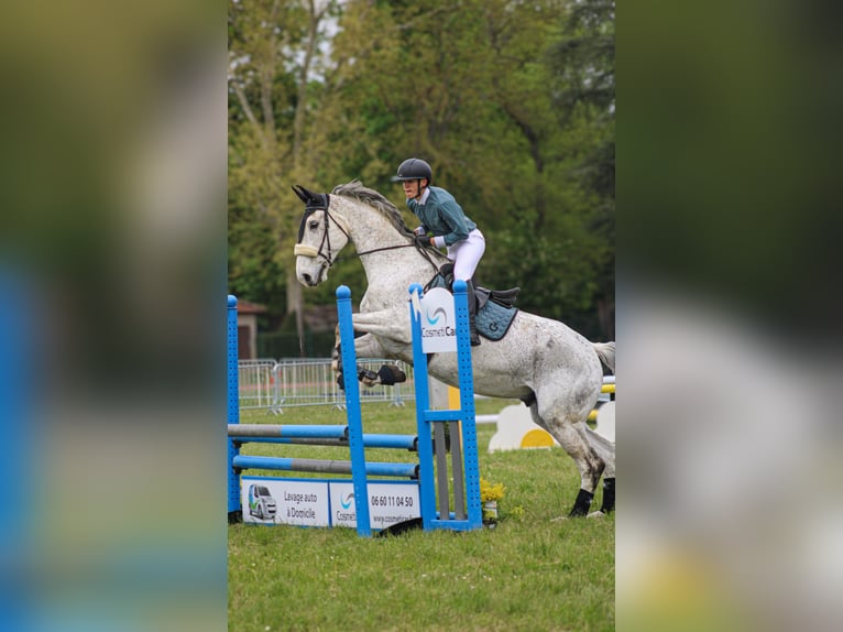 Zangersheider Hengst 11 Jahre 182 cm Fliegenschimmel in Montrottier