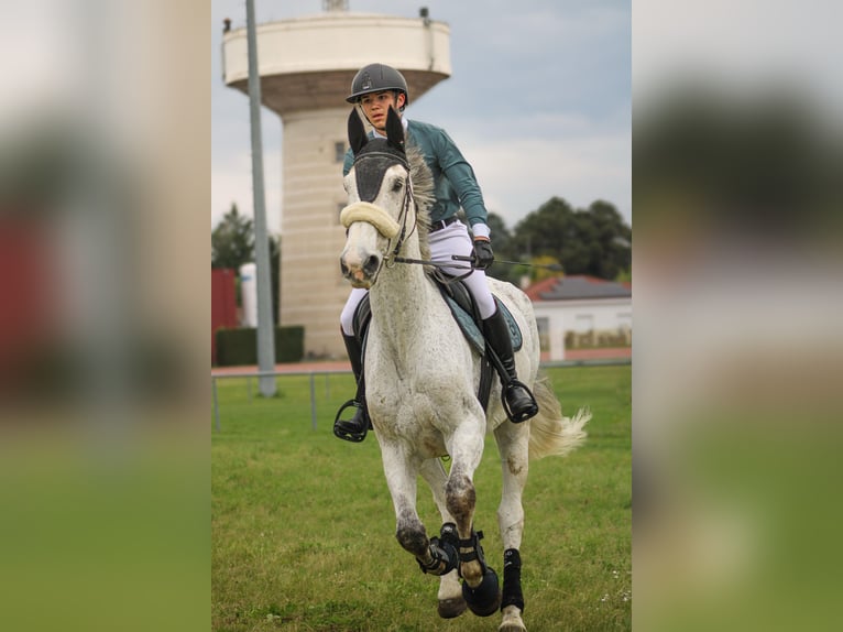 Zangersheider Hengst 11 Jahre 182 cm Fliegenschimmel in Montrottier