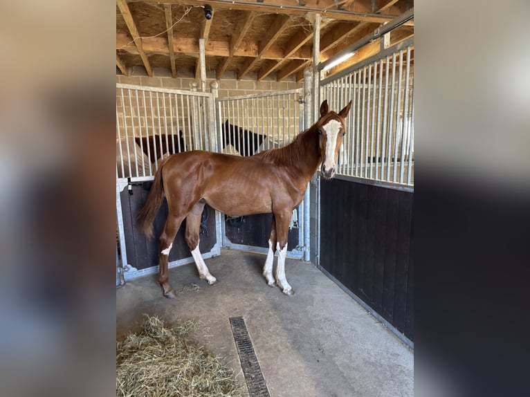 Zangersheider Hengst 1 Jahr 140 cm Fuchs in Elsenborn