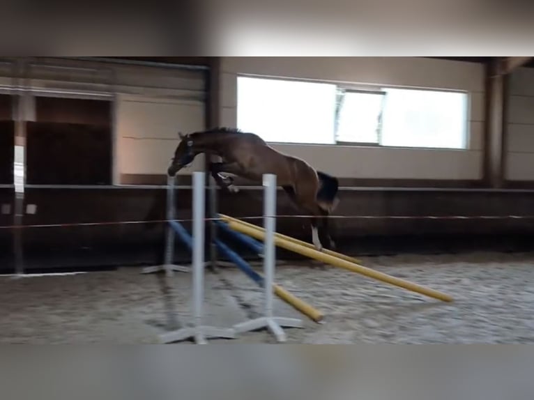 Zangersheider Hengst 1 Jahr 154 cm in Krefeld