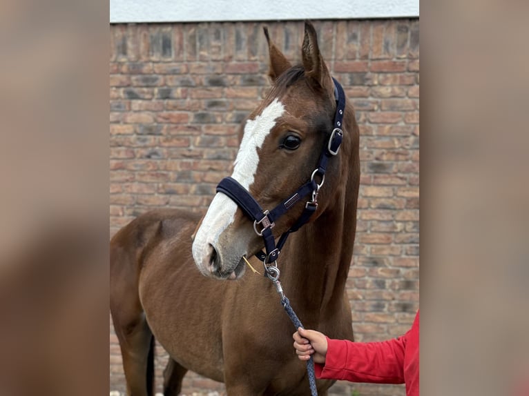 Zangersheider Hengst 1 Jahr 155 cm Dunkelbrauner in Niederkassel