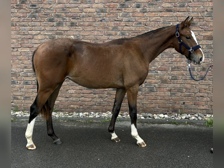 Zangersheider Hengst 1 Jahr 155 cm Dunkelbrauner in Niederkassel