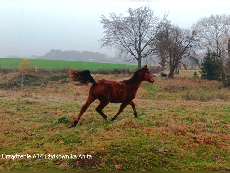 Zangersheider Hengst 1 Jahr 160 cm Brauner in Zajączkówko