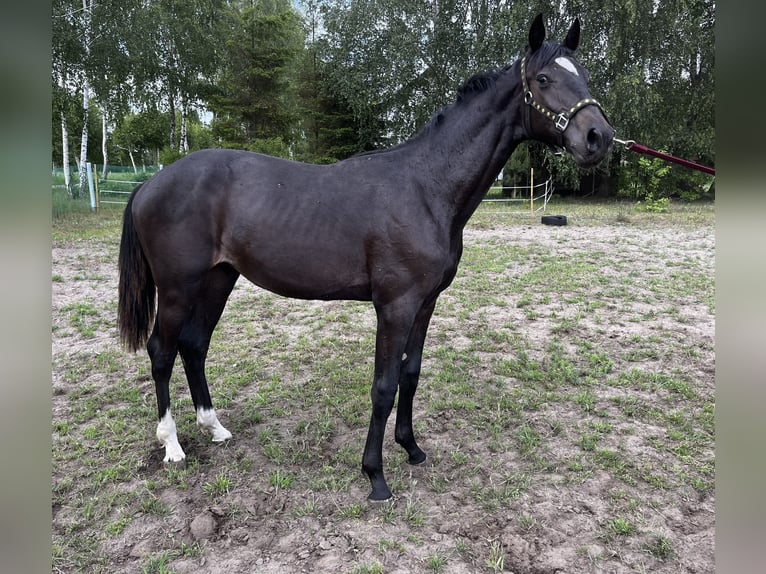 Zangersheider Hengst 1 Jahr 162 cm Schwarzbrauner in Przasnysz