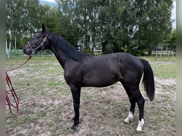 Zangersheider Hengst 1 Jahr 162 cm Schwarzbrauner in Przasnysz