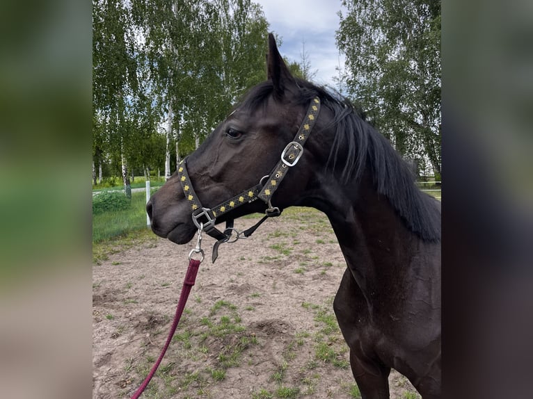 Zangersheider Hengst 1 Jahr 162 cm Schwarzbrauner in Przasnysz