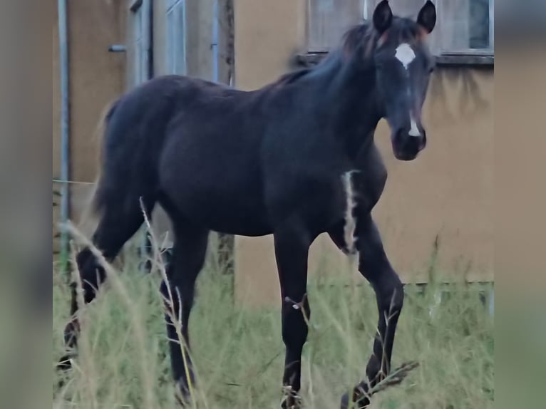 Zangersheider Hengst 1 Jahr 165 cm Rappe in Sebnitz