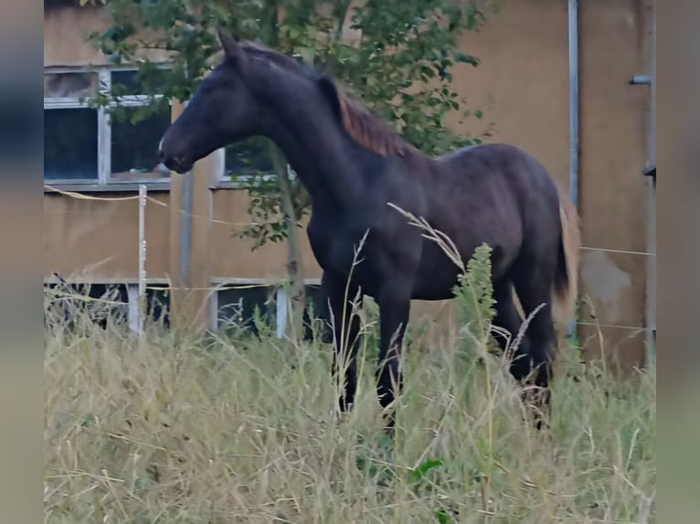 Zangersheider Hengst 1 Jahr 165 cm Rappe in Sebnitz