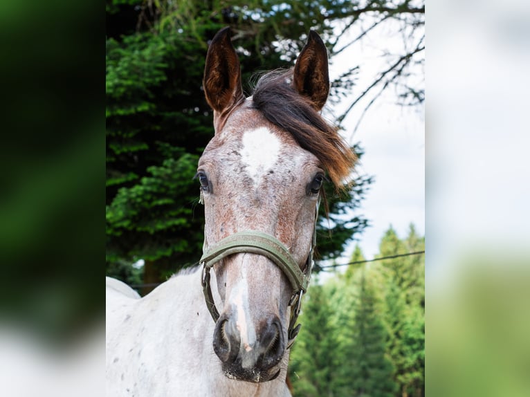 Zangersheider Hengst 1 Jahr 165 cm Roan-Bay in Altmelon
