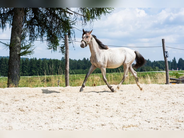 Zangersheider Hengst 1 Jahr 165 cm Roan-Bay in Altmelon