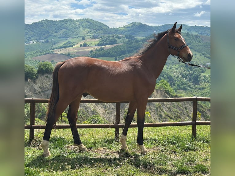 Zangersheider Hengst 1 Jahr 170 cm Brauner in BisentiBisenti (TE)
