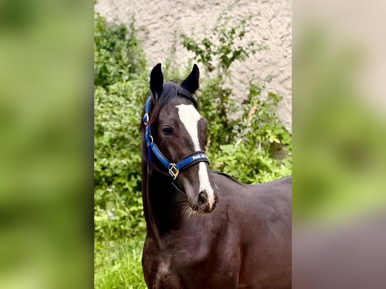 Zangersheider Hengst 1 Jahr 170 cm Rappe in Brzyków