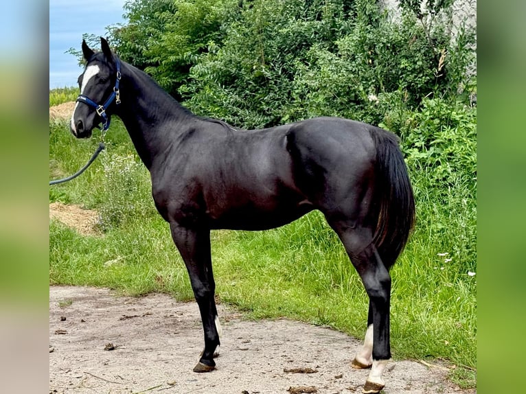 Zangersheider Hengst 1 Jahr 170 cm Rappe in Brzyków