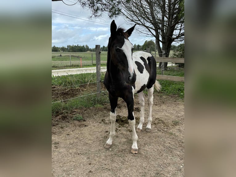 Zangersheider Hengst 1 Jahr 170 cm Rappe in Saint André de cubzac